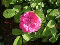 55b7aabd-Picture 4638.jpg